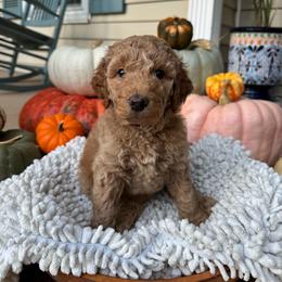 Maple - Apricot female Goldendoodle puppy in Easley, South Carolina from Our Darling Doodles