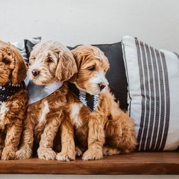 Goldendoodle Puppies from Deer Valley Doodles