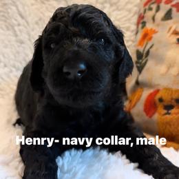 Henry- Boy 1 (navy collar) - Black male Goldendoodle puppy in Auburn, Indiana from Cooper’s Doodles