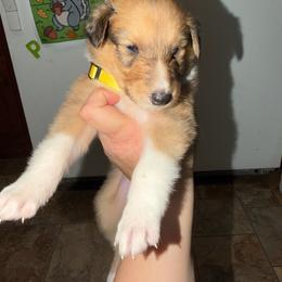 Pearl - Sable and white female Collie puppy in Roanoke, West Virginia from Rustic ridge collies