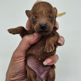 Akc tiny girl - Red  female Poodle puppy in Salem, Missouri from Meadowbrook Poodles
