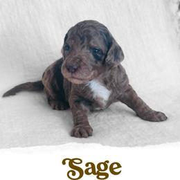 Sage - Merle female Goldendoodle puppy in Livermore, Colorado from Heritage Hills Family Doodles
