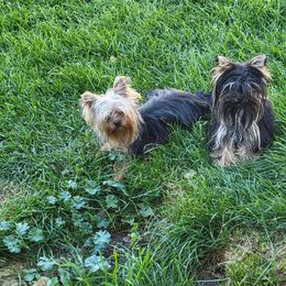 Chihuahua and Yorkshire Terrier Puppies from Royalty Tracks 👑🐾