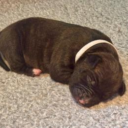 White collar - Red brindle female American Staffordshire Terrier puppy in Cloverdale, Indiana from Woodshire American Staffordshire Terrier’s