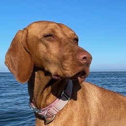 Chakori - Vizsla