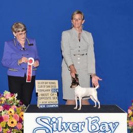 Cheeky - Toy Fox Terrier