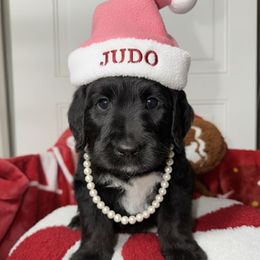 Judo - Tri-color female Labradoodle puppy in Beecher, Illinois from Erica’s Doodles