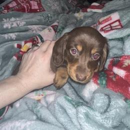 Dachshund Puppies from Garland Weens
