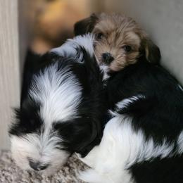 Havanese Puppies from Juniper Grove Havanese