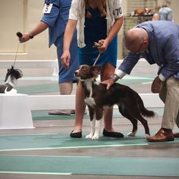 Border Collie Puppies from Bite back border collies
