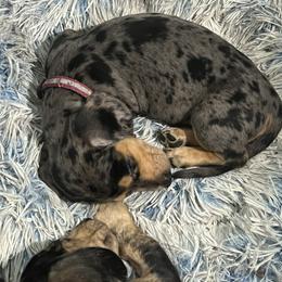 Girl 3 - Dapple female Dachshund puppy in Saint Jo, Texas from Reeves Dashing-Hounds