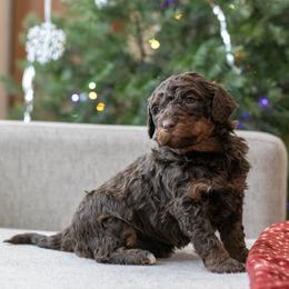 Arwen - Beautiful Chocolate - Brown female Bernedoodle puppy in Eureka, Illinois from Joley Aire Family Dogs