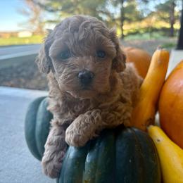 Ivy - Red  female Poodle puppy in Utica, Ohio from Poodle Me Crazy