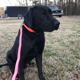 Deets - Labrador Retriever