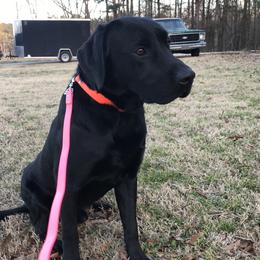 Deets - Labrador Retriever