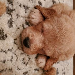 Goldendoodle Puppies from Soule Buddies