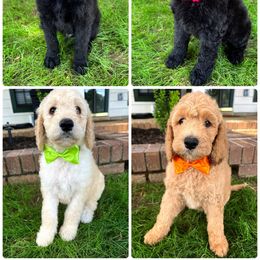 "2022 Spring litter" Double Doodle Puppies from Delta Double Doodles