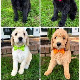 "2022 Spring litter" Double Doodle Puppies from Delta Double Doodles