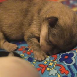 Tully - Chocolate merle male Pomeranian puppy in Sanford, Florida from Florida Girl Poms