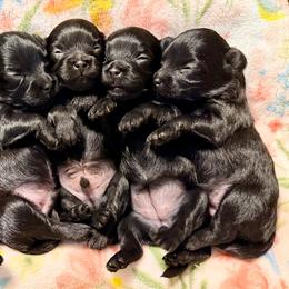 Yorkipoo puppies from Sassy Sailor & Company