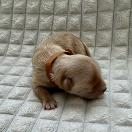 Girl 1 - female Maltipoo puppy in Mesa, Arizona from Marci's Maltipoos