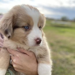 Miniature Australian Shepherd Puppies from P's Aussies