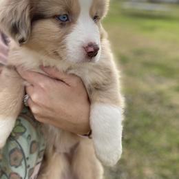Miniature Australian Shepherd Puppies from P's Aussies