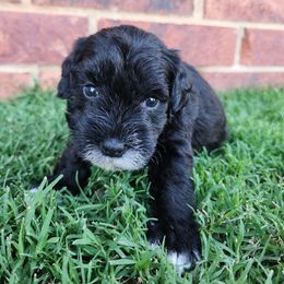 Captain Marvel - Black female Miniature Schnauzer puppy in Piedmont, Oklahoma from J&K's Miniature Schnauzers