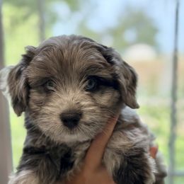 Aussiedoodle Puppies from Navarro Royal Pups