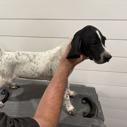 Archer - Black and white male German Shorthaired Pointer puppy in Vineland, New Jersey from East Coast Bird Dogs