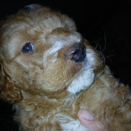 Girl 3 - Apricot female Goldendoodle puppy in Holly, Colorado from Vida’s Loving Doodles