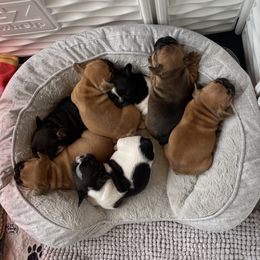 French Bulldog Puppies from GavFam Frenchies