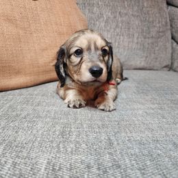 Diesel - Cream male Dachshund puppy in Lindsay, California from Lewis Creek Dachshunds