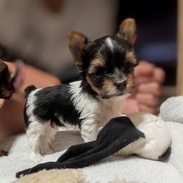 Fancy - Parti female Yorkshire Terrier puppy in Gatesville, Texas from KontryKritterz Yorkies