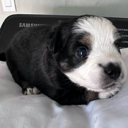 Diamond - Black tri female Miniature Australian Shepherd puppy in Town 'N' Country, Florida from House of Miniature Aussies