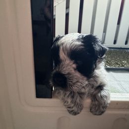 Miniature Schnauzer Puppies from Butterleaf Farms