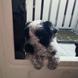 Miniature Schnauzer Puppies from Butterleaf Farms