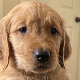 Golden Retriever Puppies from Bennett Goldens