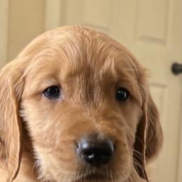 Golden Retriever Puppies from Bennett Goldens