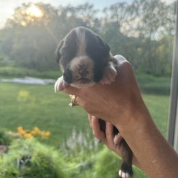 Patriot - Fawn male Boxer puppy in Jamesville, New York from Reynolds Homestead Boxers
