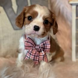 Maple - Blenheim female Cavalier King Charles Spaniel puppy in Marshfield, Missouri from Puppyloversplace