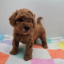 Blaze - Red  male Poodle puppy in Kannapolis, North Carolina from Carolina Great Danes & Toy Poodles
