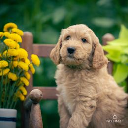 Goldendoodle Puppies from Columbia River Doodles