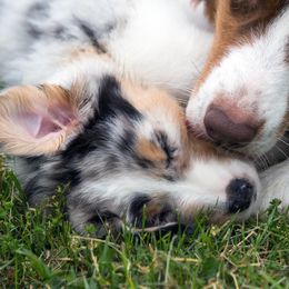 Australian Shepherd Puppies from Everly Australian Shepherds