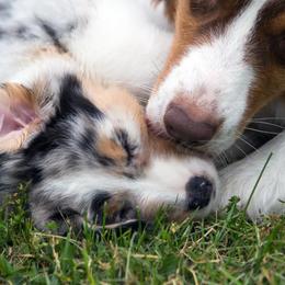 Australian Shepherd Puppies from Everly Australian Shepherds