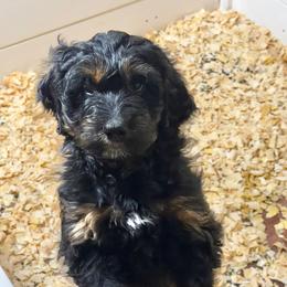 Syrup - Sable male Aussiedoodle puppy in Ellenburg Center, New York from Kristin's Puppies