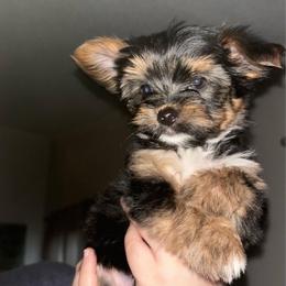 Ready to go Teacup Y-B - Black and tan male Yorkshire Terrier puppy in Dahalonega, Georgia from Country Dog Kennels.