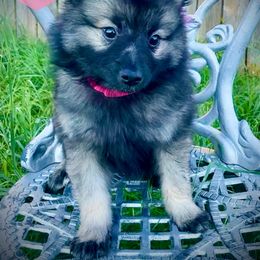 "Pinky Pie" Keeshond Puppies from Kozy Keeshonden