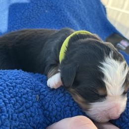 Green - Black rust and white male Bernese Mountain Dog puppy in North Grove, Indiana from J&F Country Canines