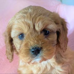 Cavapoo Puppies from Clearview Canines